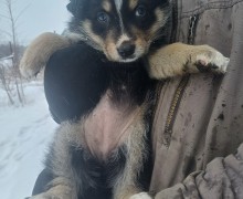 Щенки ждут своего хозяина 